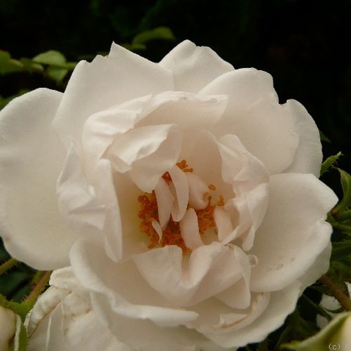 Vendita, rose Rosa Hella® - rosa dal profumo discreto - Rose per aiuole (Polyanthe – Floribunde) - Rosa ad alberello - bianco - Tim Hermann Kordes0 - 0